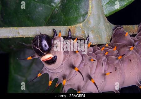 Cairns Birdwing Butterfly Caterpillar, Ornithoptera euphorion Malanda, Australia. Foto Stock