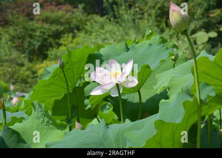 un fiore di loto rosa e bianco fiorisce con un bocciolo di loto nelle vicinanze nelle soleggiate giornate estive Foto Stock