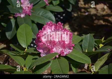 nel giardino fioriscono fiori di rododendro rosa isolati Foto Stock