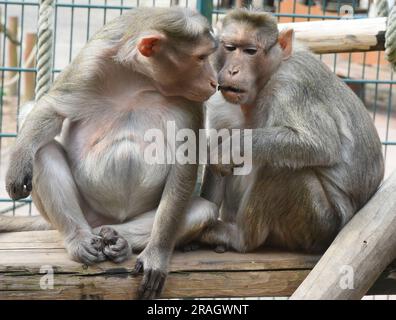 30 giugno 2023, Sassonia, Eilenburg: Nell'amare insieme, la scimmia-cappello di 31 anni Bino siede con suo figlio di 17 anni Whyski nel suo recinto adatto all'età allo zoo di Eilenburg. Bino, che venne in Sassonia dallo zoo di Hagenbeck ad Amburgo quando aveva due anni, è probabilmente la scimmia a cappello più antica che viveva in Germania. Per garantire che possa raggiungere facilmente la sua casa delle scimmie, che è dotata di riscaldamento a pavimento, ogni livello è mantenuto piatto e dotato di ulteriori strutture di arrampicata. Come la più antica scimmia a cappello, gode anche di molte libertà. Ad esempio, gli piace il gelato allo yogurt e più frutta Foto Stock