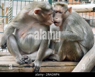 30 giugno 2023, Sassonia, Eilenburg: Nell'amare insieme, la scimmia-cappello di 31 anni Bino siede con suo figlio di 17 anni Whyski nel suo recinto adatto all'età allo zoo di Eilenburg. Bino, che venne in Sassonia dallo zoo di Hagenbeck ad Amburgo quando aveva due anni, è probabilmente la scimmia a cappello più antica che viveva in Germania. Per garantire che possa raggiungere facilmente la sua casa delle scimmie, che è dotata di riscaldamento a pavimento, ogni livello è mantenuto piatto e dotato di ulteriori strutture di arrampicata. Come la più antica scimmia a cappello, gode anche di molte libertà. Ad esempio, gli piace il gelato allo yogurt e più frutta Foto Stock