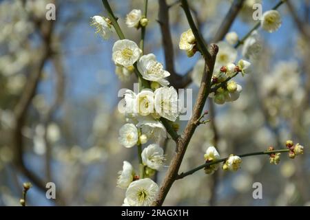 grappolo di prugne gialle chiare fioriture sul ramo nel soleggiato pomeriggio nel parco Foto Stock