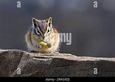 Una vista frontale di un meno chipmunk, 'Eutamias minimus', che poggia su una roccia che regge la vegetazione Foto Stock