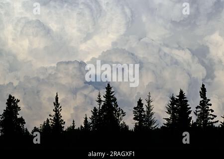 Una grande nuvola di tuoni bianchi gonfiabili sopra la rurale Alberta Canada. Foto Stock