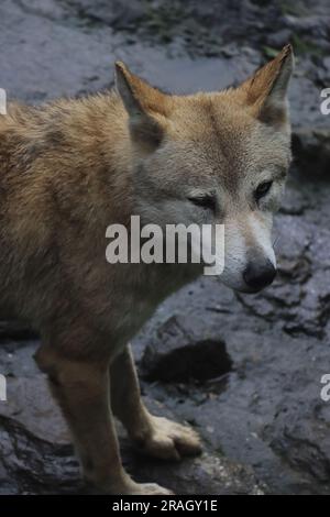 specie molto rara, minacciata e minacciata di lupo himalayano (canis lupus chanco), geneticamente lo stesso lupo tibetano, singalila foresta indiana Foto Stock