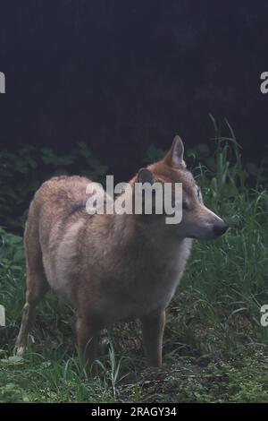 specie molto rara, minacciata e minacciata di lupo himalayano (canis lupus chanco), geneticamente lo stesso lupo tibetano, singalila foresta indiana Foto Stock
