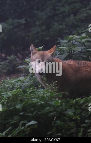 specie molto rara, minacciata e minacciata di lupo himalayano (canis lupus chanco), geneticamente lo stesso lupo tibetano, singalila foresta indiana Foto Stock