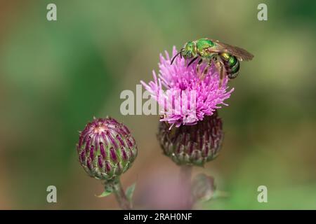 Un'ape sudore a righe setose (Agapostemon sericeus) raccoglie polline su un cardo canadese a Toronto, nel Taylor Creek Park dell'Ontario. Foto Stock