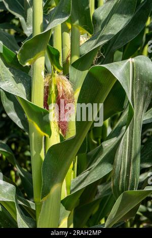 Stigmi di mais su giovani pannocchie tra fogliame in un campo agricolo. Seta di mais. Israele Foto Stock