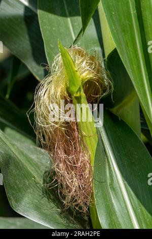 Stigmi di mais su giovani pannocchie tra fogliame in un campo agricolo. Seta di mais. Israele Foto Stock