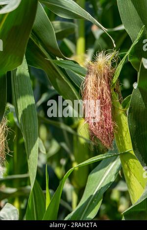 Stigmi di mais su giovani pannocchie tra fogliame in un campo agricolo. Seta di mais. Israele Foto Stock