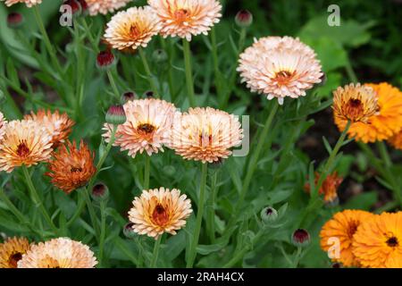 Calendula officinalis. Calendula fiori Foto Stock