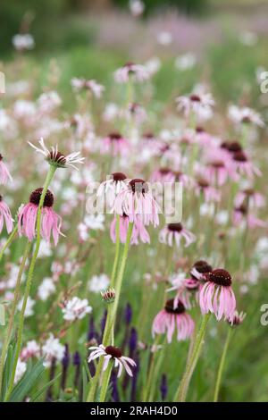 Echinacea pallida. Fiori di coneflowers in un giardino inglese Foto Stock