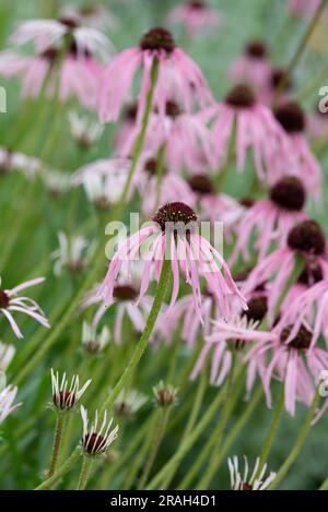 Echinacea pallida. Fiori di coneflowers in un giardino inglese Foto Stock