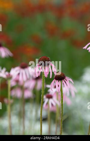 Echinacea pallida. Fiori di coneflowers in un giardino inglese Foto Stock