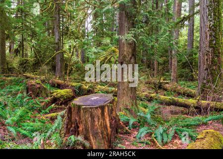 Alberi giganti e vegetazione lussureggiante nel Cathedral Grove del MacMillan Provincial Park, Vancouver Island, British Columbia, Canada. Foto Stock