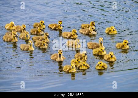 Oche canadesi presso lo stagno naturale di Kroeker Farms vicino al Discovery Nature Sanctuary a Winkler, Manitoba, Canada. Foto Stock