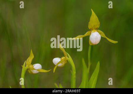 La piccola pantofola bianca che fiorisce nella Tall Grass Prairie vicino a Tolstoi, Manitoba, Canada. Foto Stock