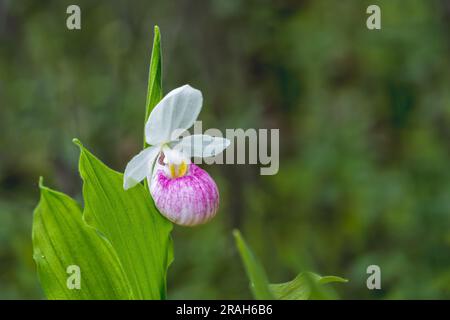 La grande pantofola rosa della donna che fiorisce nella Woodridge Bog, Manitoba, Canada. Foto Stock