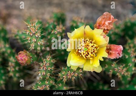 Il piccolo cactus di fico d'India fiorisce su una pianta trovata nel Monte Nebo, Manitoba, Canada. Foto Stock