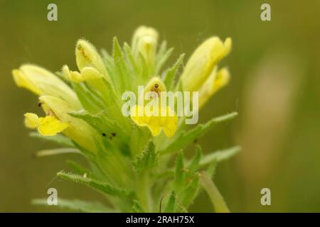 Primo piano naturale su una fiorita bartsia gialla europea o erba dorata, Parentucellia viscosa Foto Stock