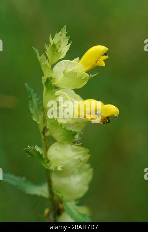 Primo piano naturale su un sonaglino giallo più grande fiorito , Rhinanthus angustifolius, una pianta di parassita radicale Foto Stock
