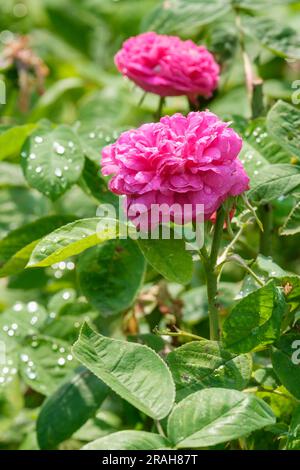 Rosa de Rescht, Shrub Rose, Portland double, pompom-like, profumati fiori rossi fucsia, La vecchia Rose Foto Stock