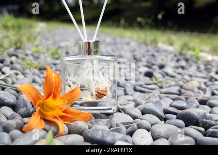Diffusore per flaconi in vetro trasparente con conchiglie e profumo di cotone Foto Stock