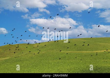 Lo stormo di uccelli che volano sopra la prateria Foto Stock