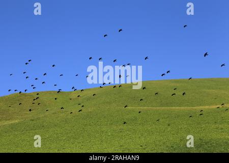 Lo stormo di uccelli che volano sopra la prateria Foto Stock