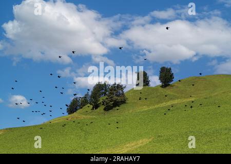 Lo stormo di uccelli che volano sopra la prateria Foto Stock