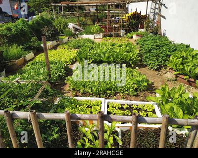 Agricoltura urbana a Danang, Vietnam. Un piccolo lotto cittadino pieno di letti rialzati e giardini di container produce una abbondanza di green e altre colture alimentari. Foto Stock