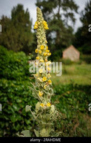 Gambo di fiore di mullin comune una specie di Verbascum Foto Stock