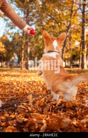 Il cane Corgi gioca nel parco, in strada, in foglie. Splendido paesaggio autunnale, cane allegro e felice. Palla Foto Stock