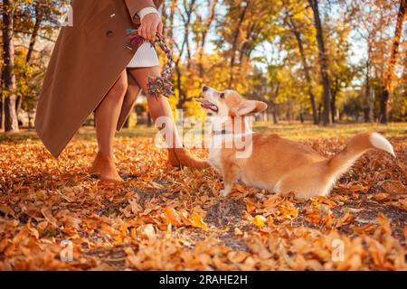 Il cane Corgi gioca nel parco, in strada, in foglie. Splendido paesaggio autunnale, cane allegro e felice. giocattolo Foto Stock