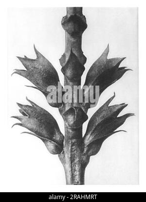 Forme d'arte in natura 24 1928 di Karl Blossfeldt Foto Stock