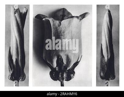 Art Forms in Nature 107 1928 di Karl Blossfeldt Foto Stock