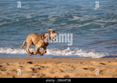 Cane Vizsla a pelo metallico che corre e gioca su una spiaggia sabbiosa. Foto di un piccolo cane marrone che corre su una spiaggia con tutti i piedi in aria. Foto Stock