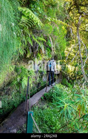 Escursionista che cammina su uno stretto sentiero lungo la levada Caldeirao Verde (canale di irrigazione) nell'isola di Madeira, Portogallo Foto Stock