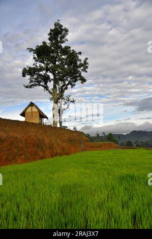 Tradizionale edificio con barba di riso in Indonesia Foto Stock