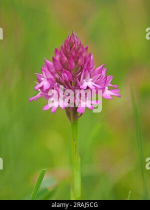 Una spiga di fiori rosa di orchidea piramidale (Anacamptis pyramidalis) raffigurata in verde sogno nelle dune di sabbia di Bamburgh, Northumberland, Inghilterra, Regno Unito Foto Stock