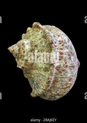 Le conchiglie sono isolate su sfondo nero. Foto Stock