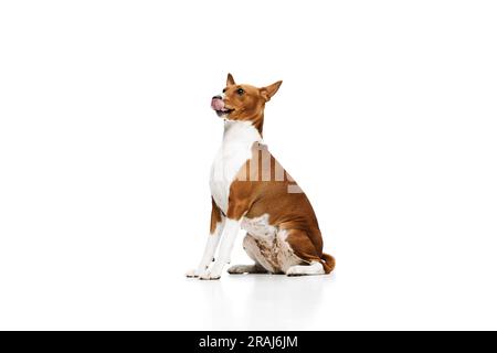 Foto studio di un cane Basenji bianco-rosso di razza bianca che posa isolato su sfondo bianco. Concetto di cura degli animali, moda e pubblicità Foto Stock