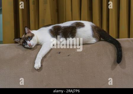 Il gatto giaceva sul divano strappato perché graffiava. Foto Stock