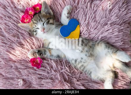 il gattino a righe bianco-marrone dorme dolcemente su un cuscino rosa, disteso sulla schiena, spalancando le zampe. Vicino si trova un cuore ucraino giallo-blu. Re Foto Stock