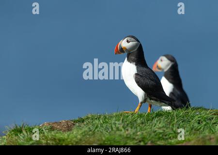Atlantic puffin Fratercula arctica, adulti arroccati sulla cima di una scogliera erbosa, lunga, Treshnish Isles, Scozia, Regno Unito, Maggio Foto Stock