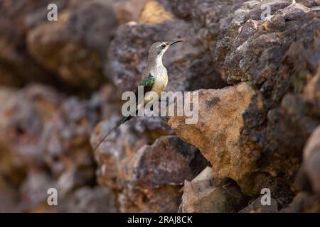 Bellissimo sunbird Cinnyris pulchella, giovane uomo arroccato sul muro, Mandina Lodges, Brikama, Gambia, March Foto Stock