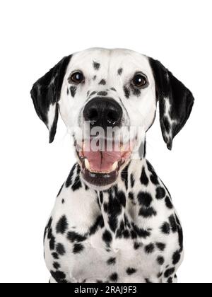 Colpo alla testa di un allegro cane dalmata sorridente, seduto di fronte. Guardando verso la fotocamera. Bocca aperta, che mostra lingua e denti. Isolato su una b bianca Foto Stock