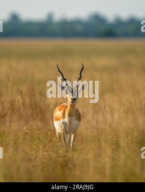 Grande buck selvaggio maschile cornuto o cervicapra antilope o testa di antilope indiana a piedi in inverno sera, ora d'oro, paesaggio erboso chiaro dell'india Foto Stock