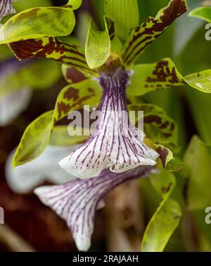 Zygopetalum crinitum. È endemica dell'ecoregione della foresta atlantica del Brasile meridionale e sudorientale. Foto Stock